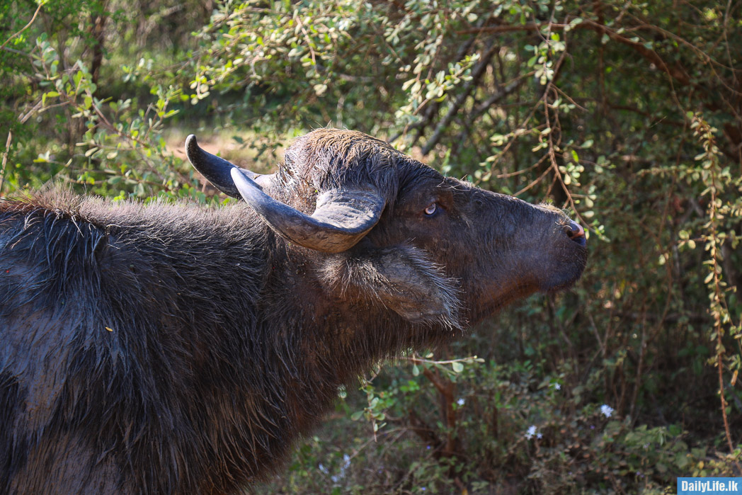 Buffalo at Yala